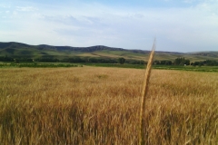 Pekmezci Köyü, Akpınar Pekmezci Köyü, Kırşehir Akpınar Pekmezci Köyü